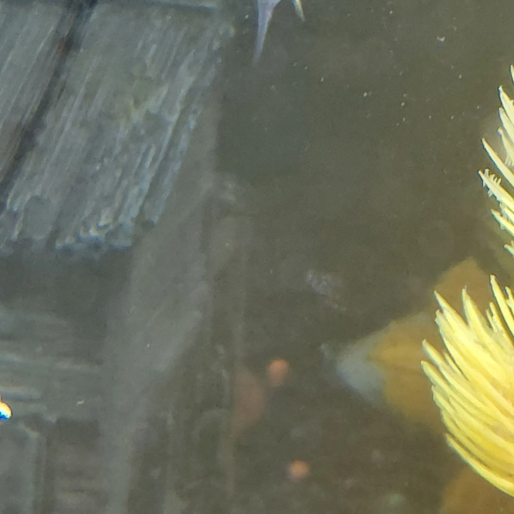 Goldfish caught on Fishbrain