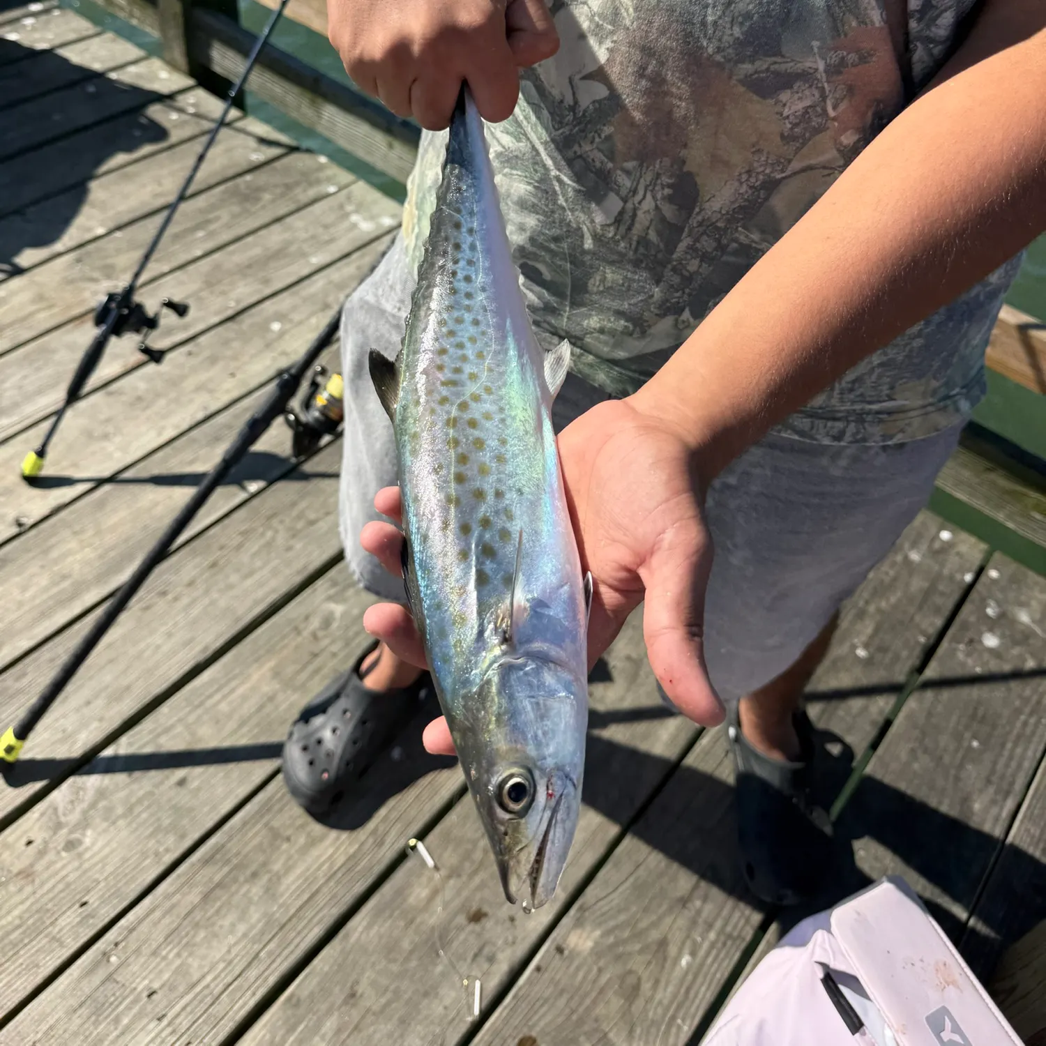 Spanish mackerel caught on Fishbrain