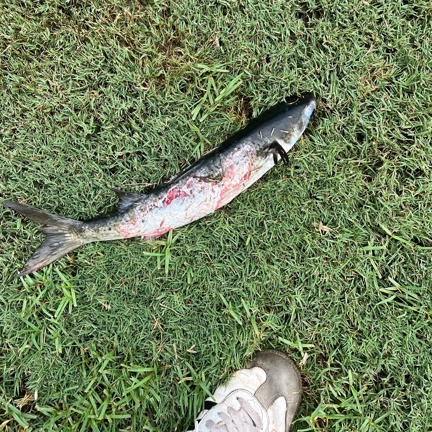 Striped mullet caught on Fishbrain