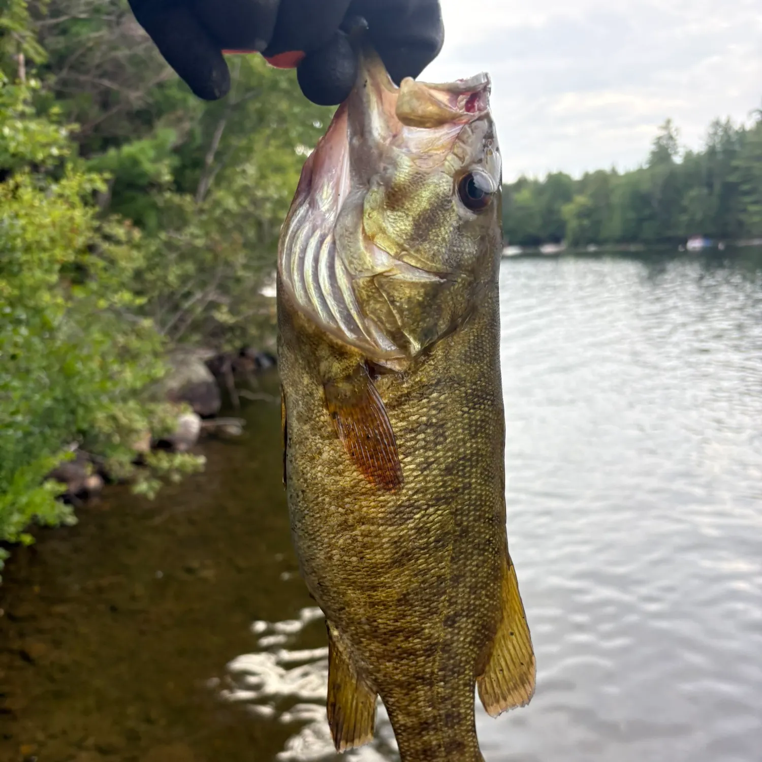 Smallmouth bass caught on Fishbrain