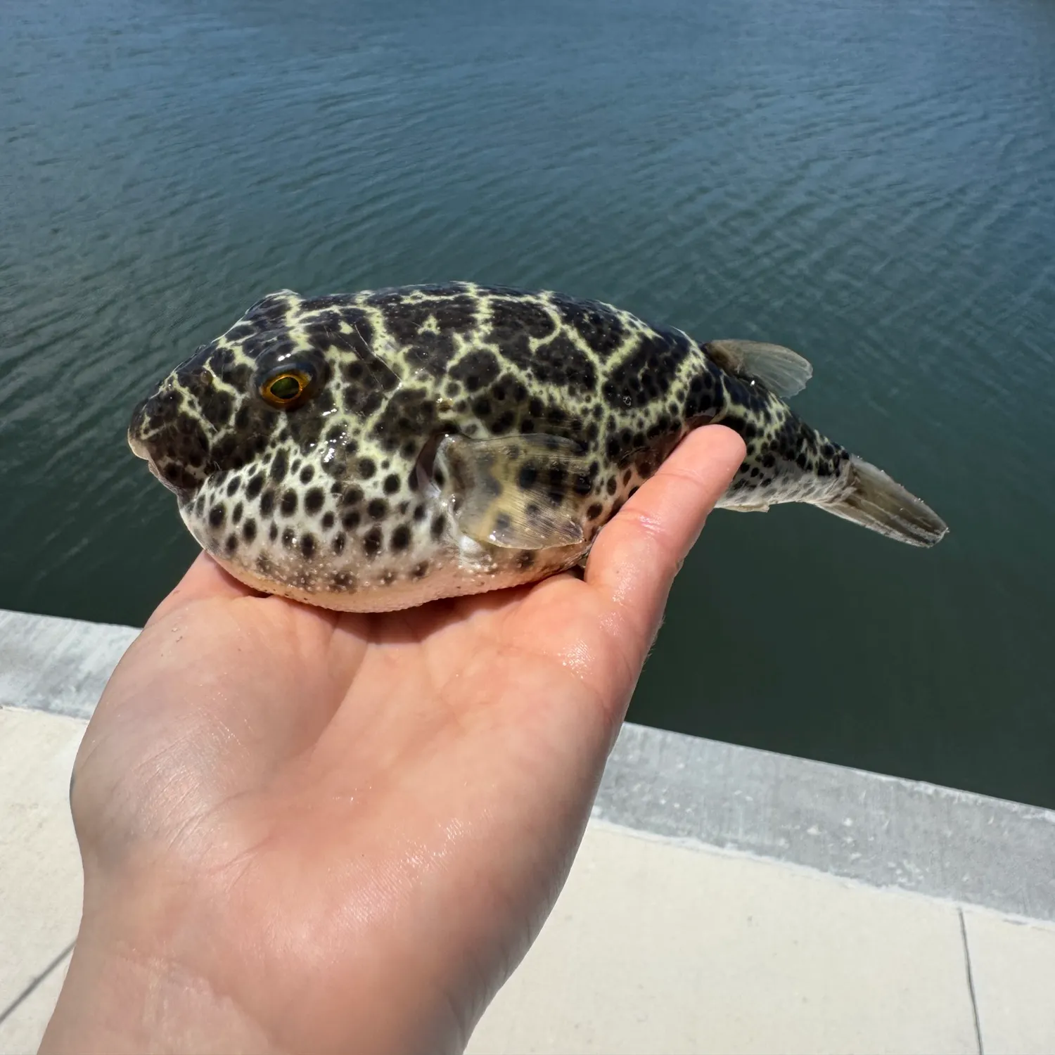 The most recent Checkered puffer catches on Fishbrain