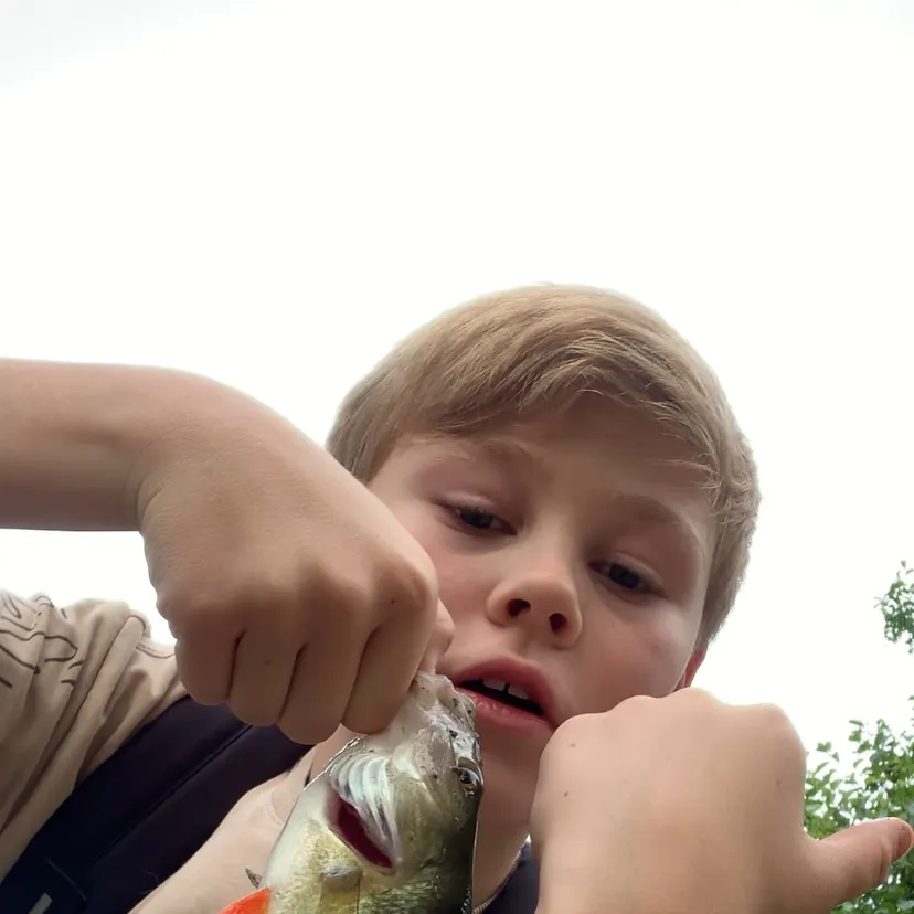European perch caught on Fishbrain
