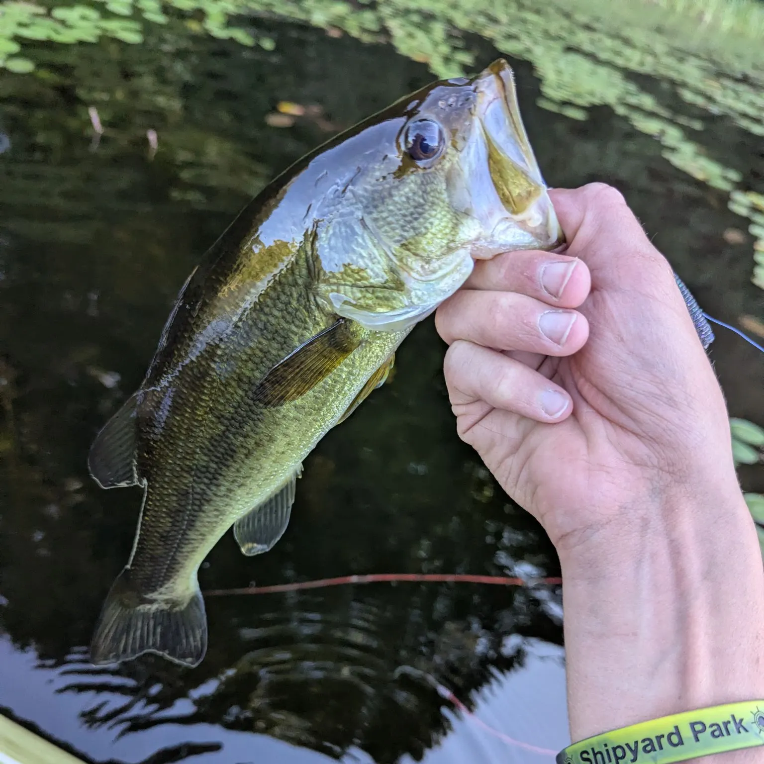 Largemouth bass caught on Fishbrain