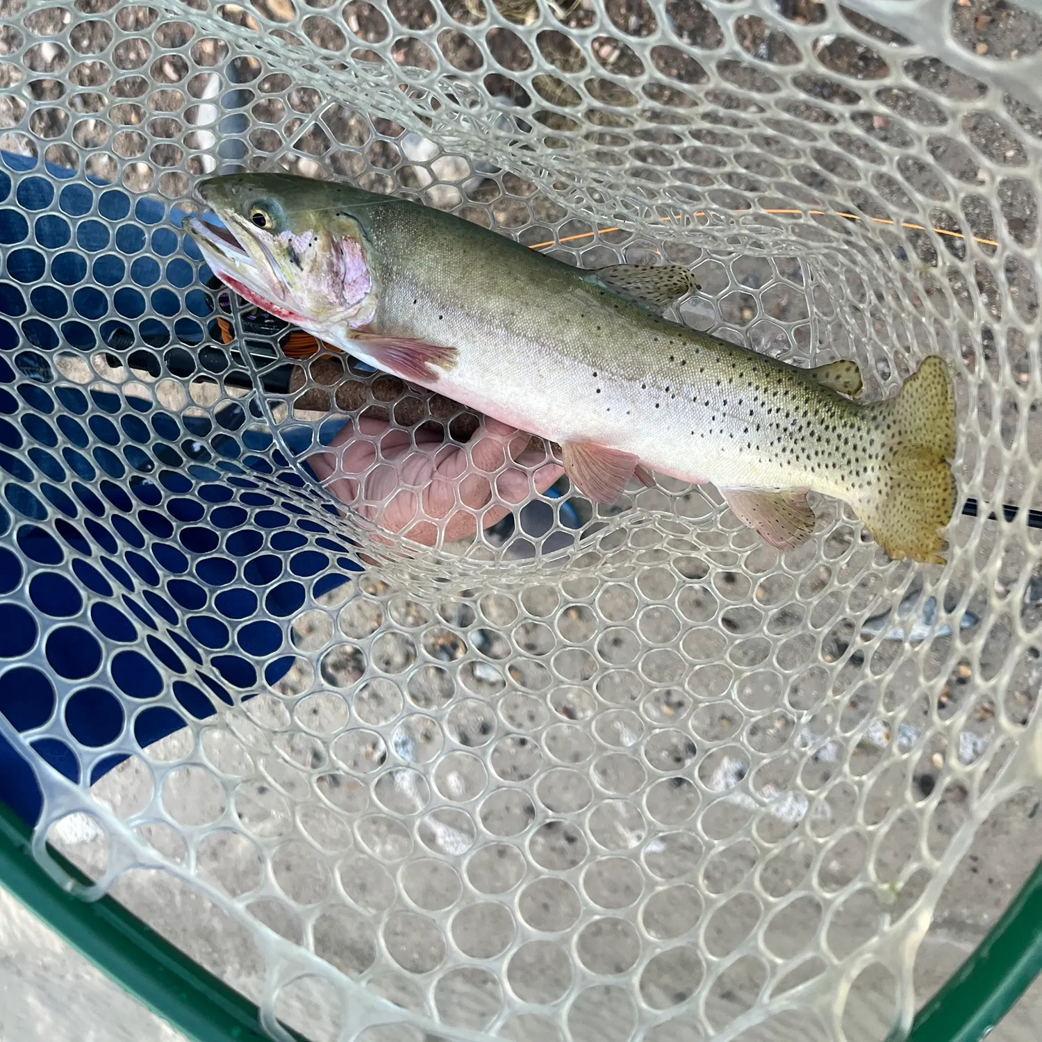 Bonneville cutthroat trout caught on Fishbrain