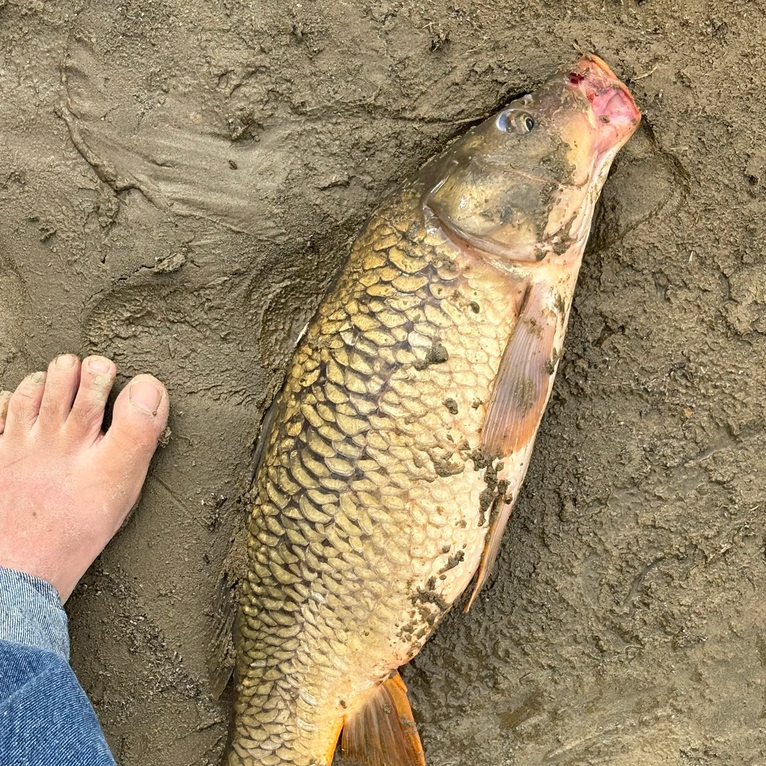 Mirror carp caught on Fishbrain