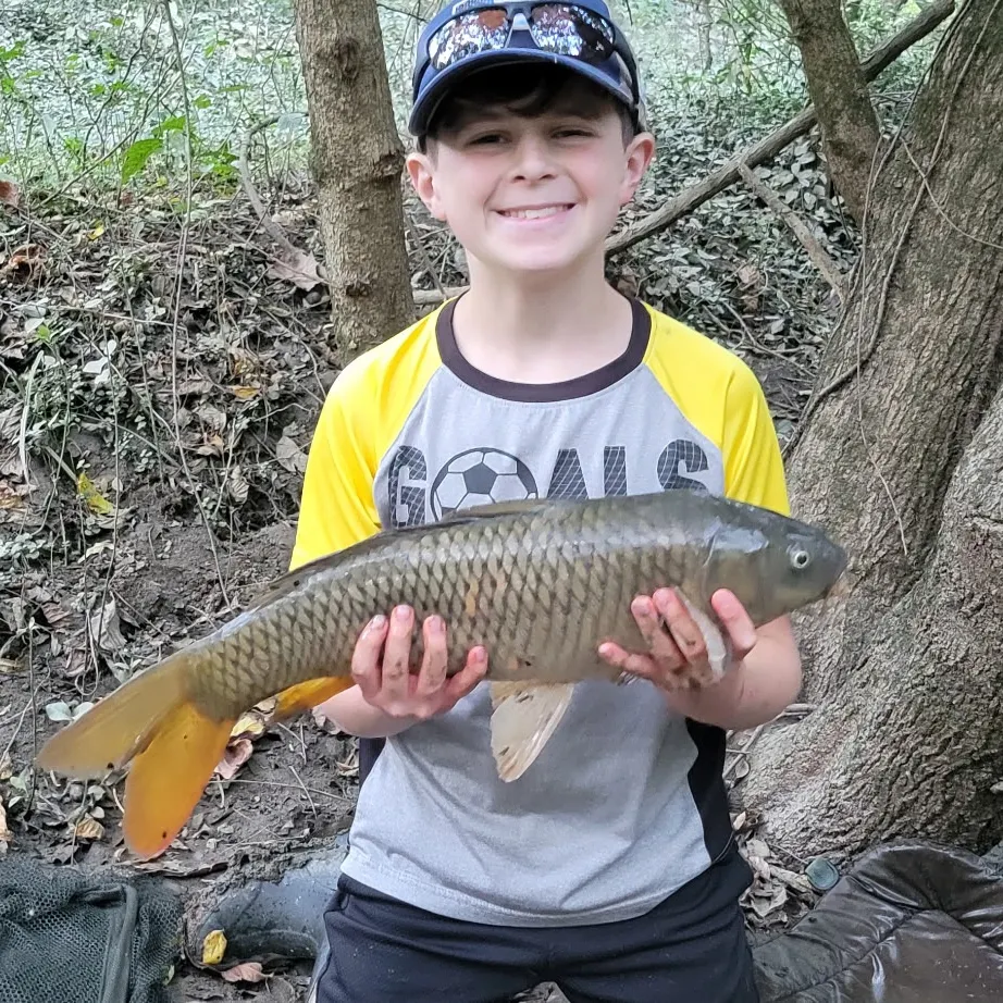Common carp caught on Fishbrain