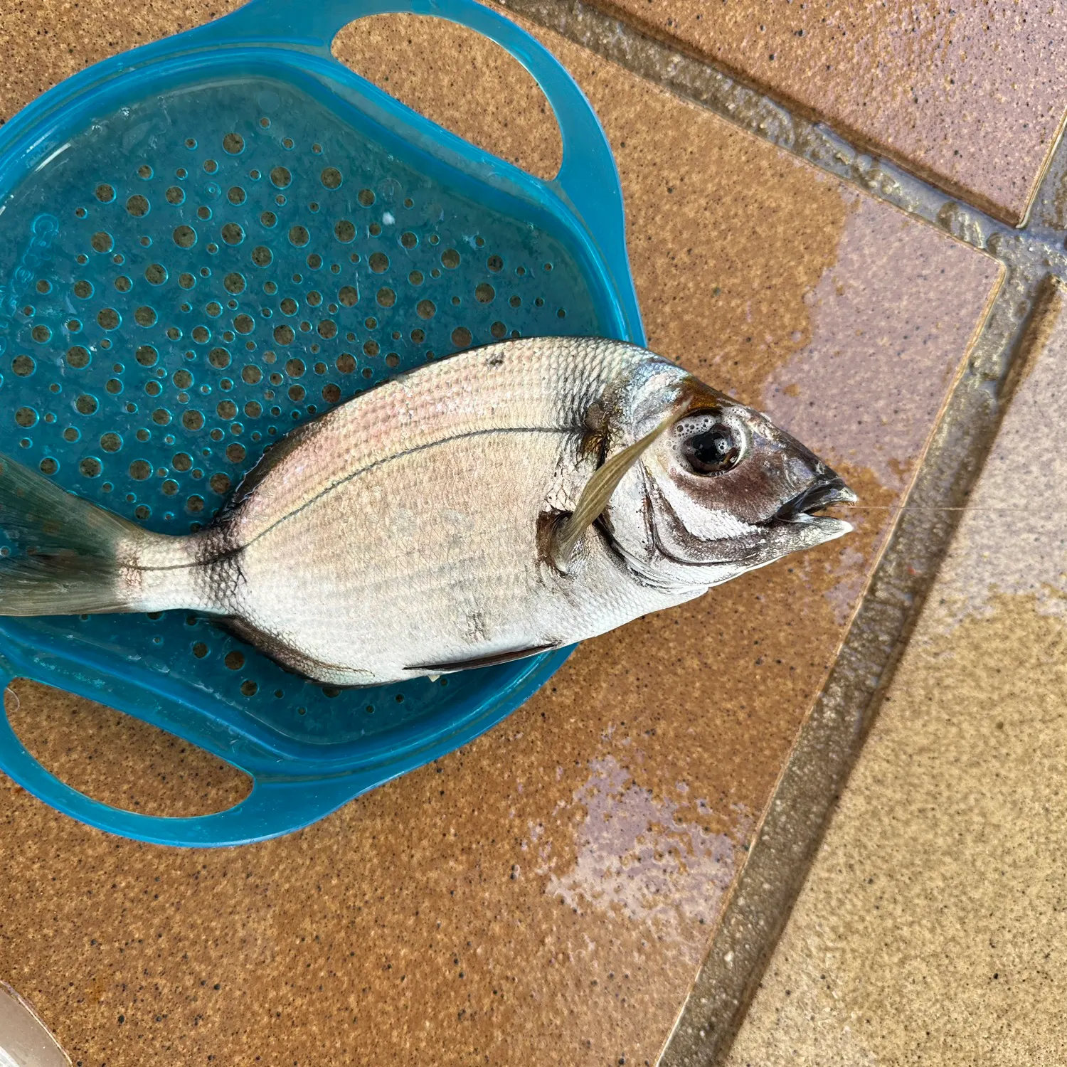 The most recent Common two-banded seabream catches on Fishbrain