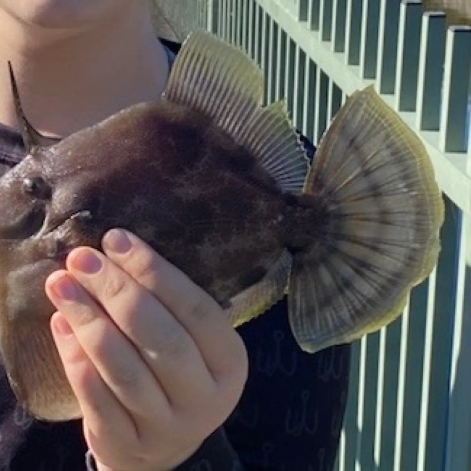 most liked catch image