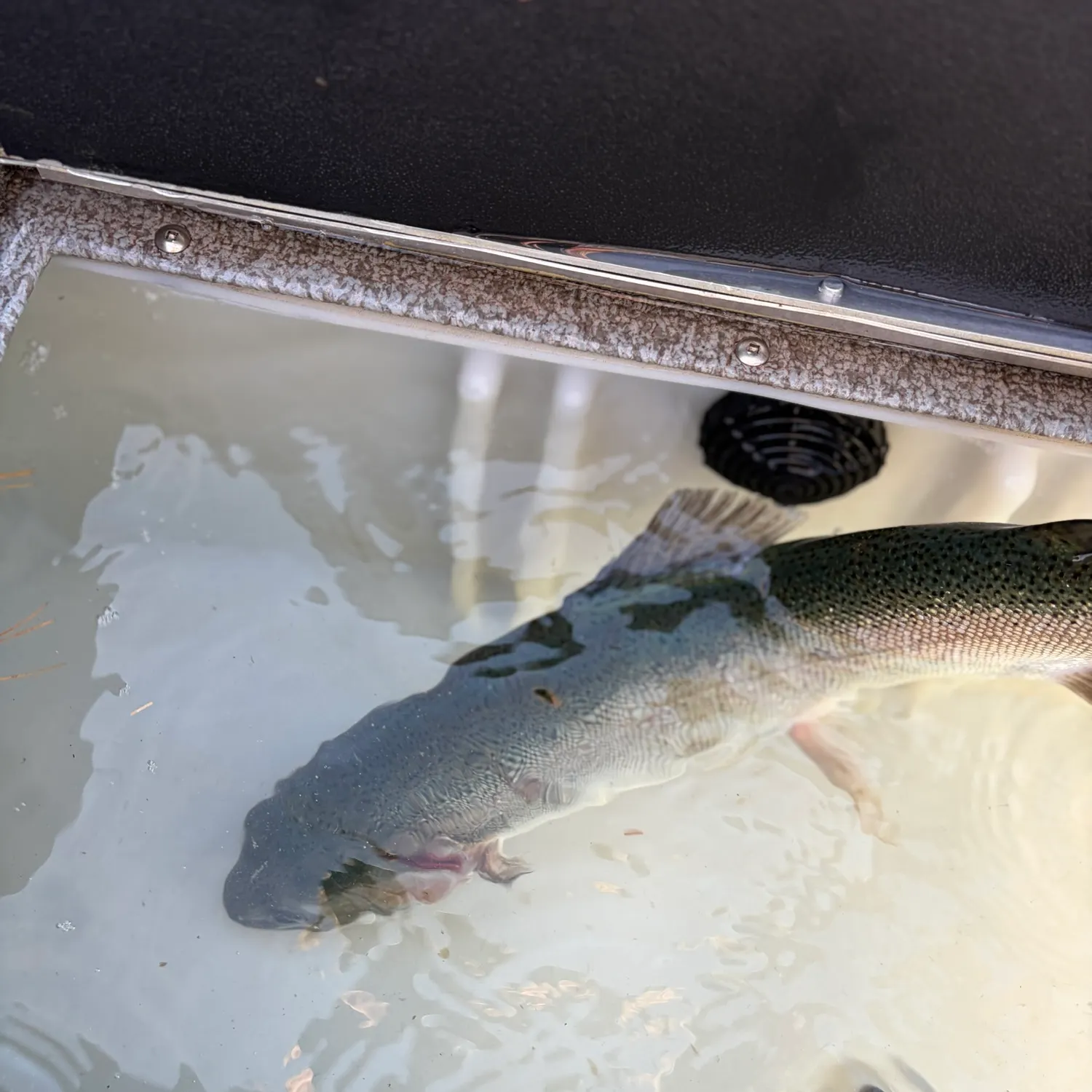 Rainbow trout caught on Fishbrain