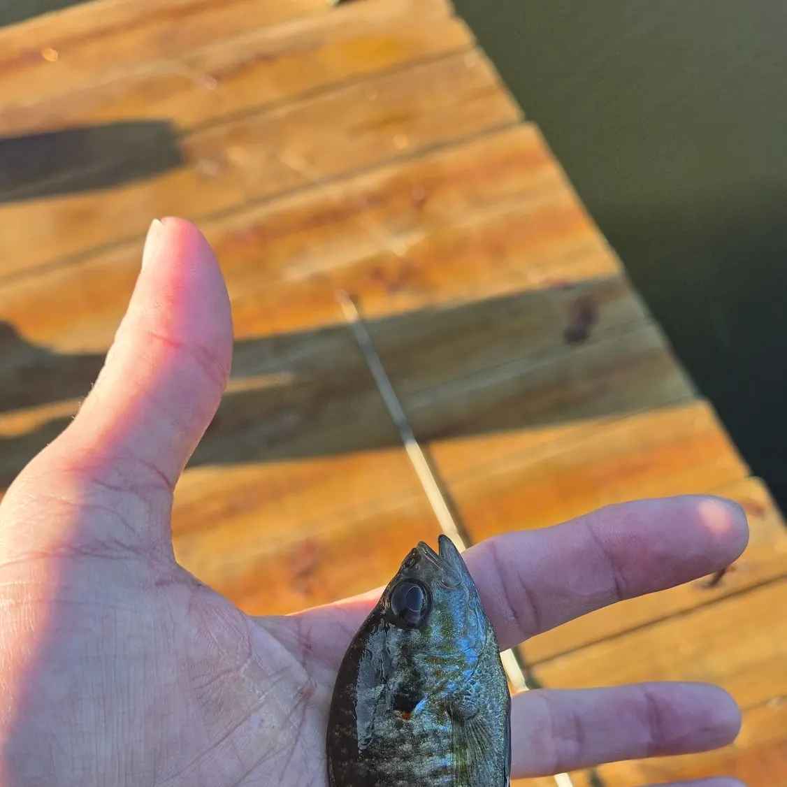 Bluegill caught on Fishbrain