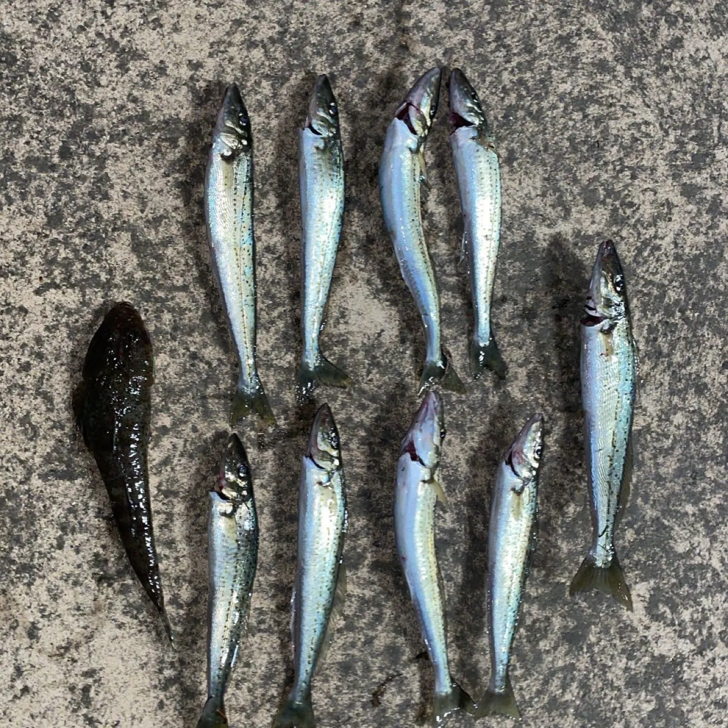 recently logged catches