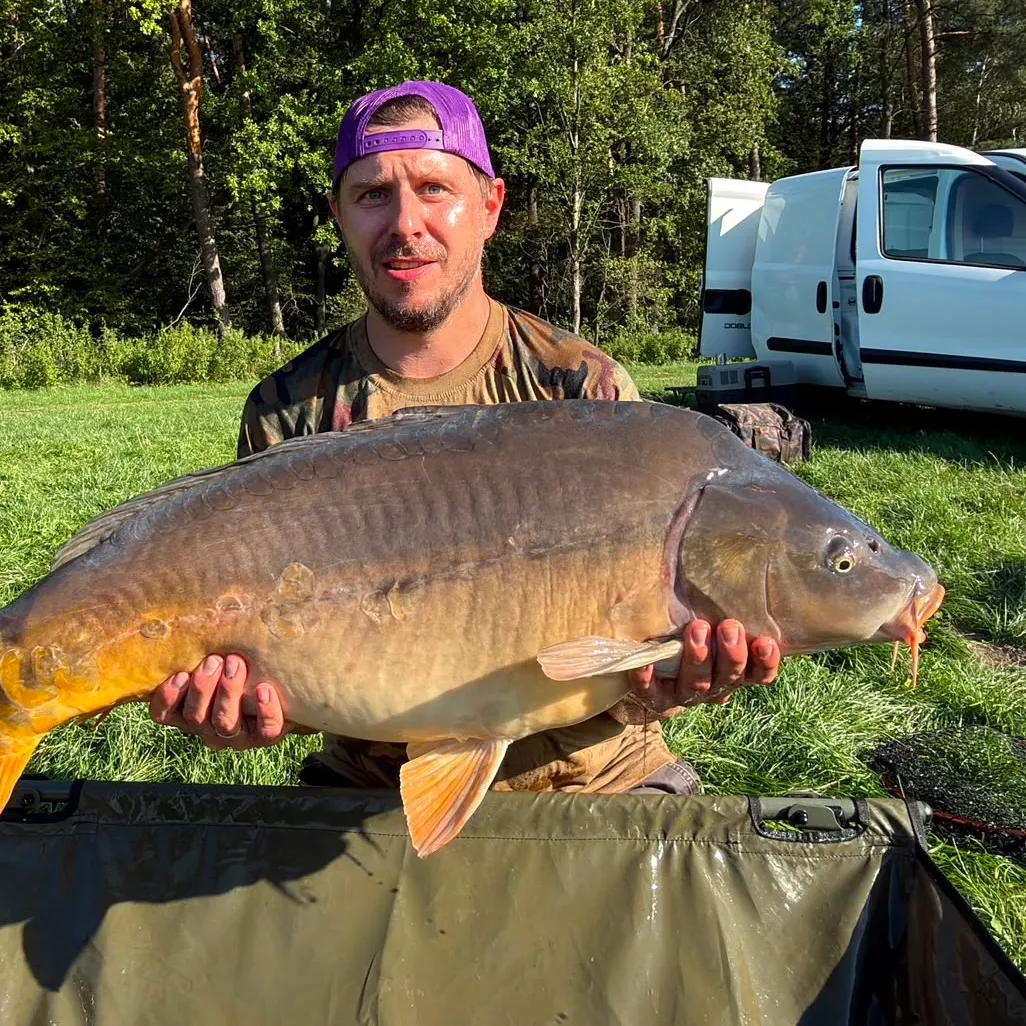 Common carp caught on Fishbrain