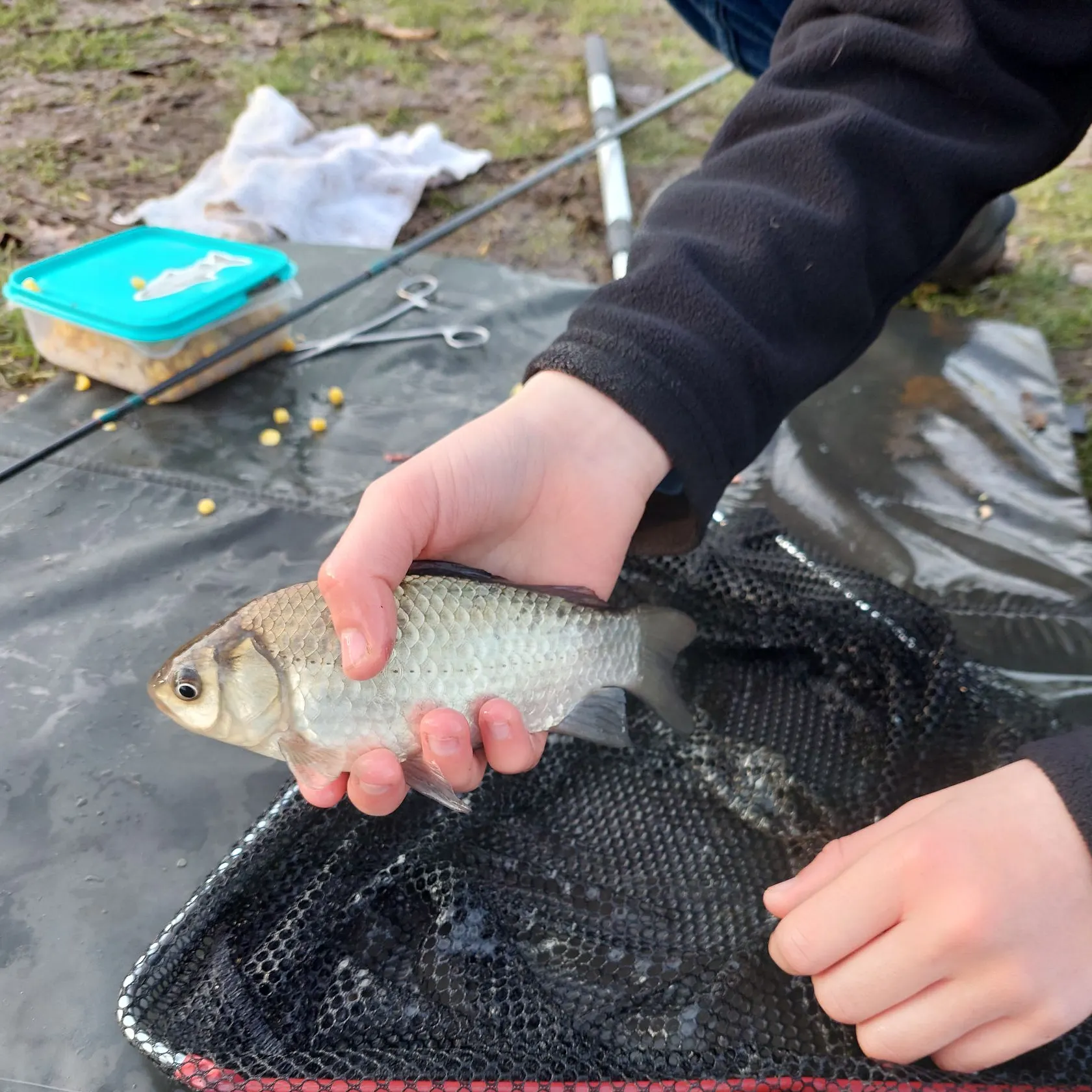 The most recent Crucian carp catches on Fishbrain