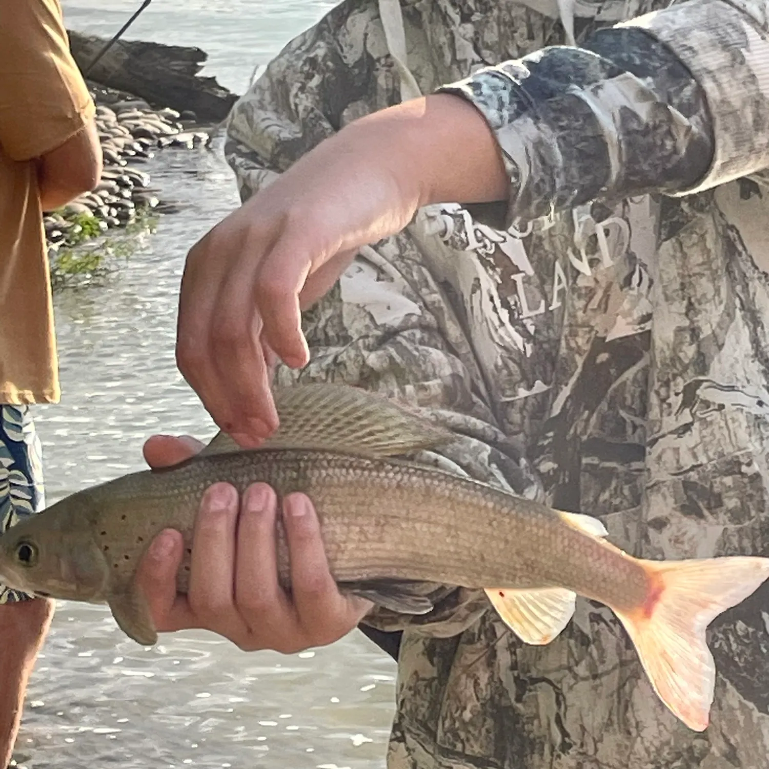 Arctic grayling caught on Fishbrain