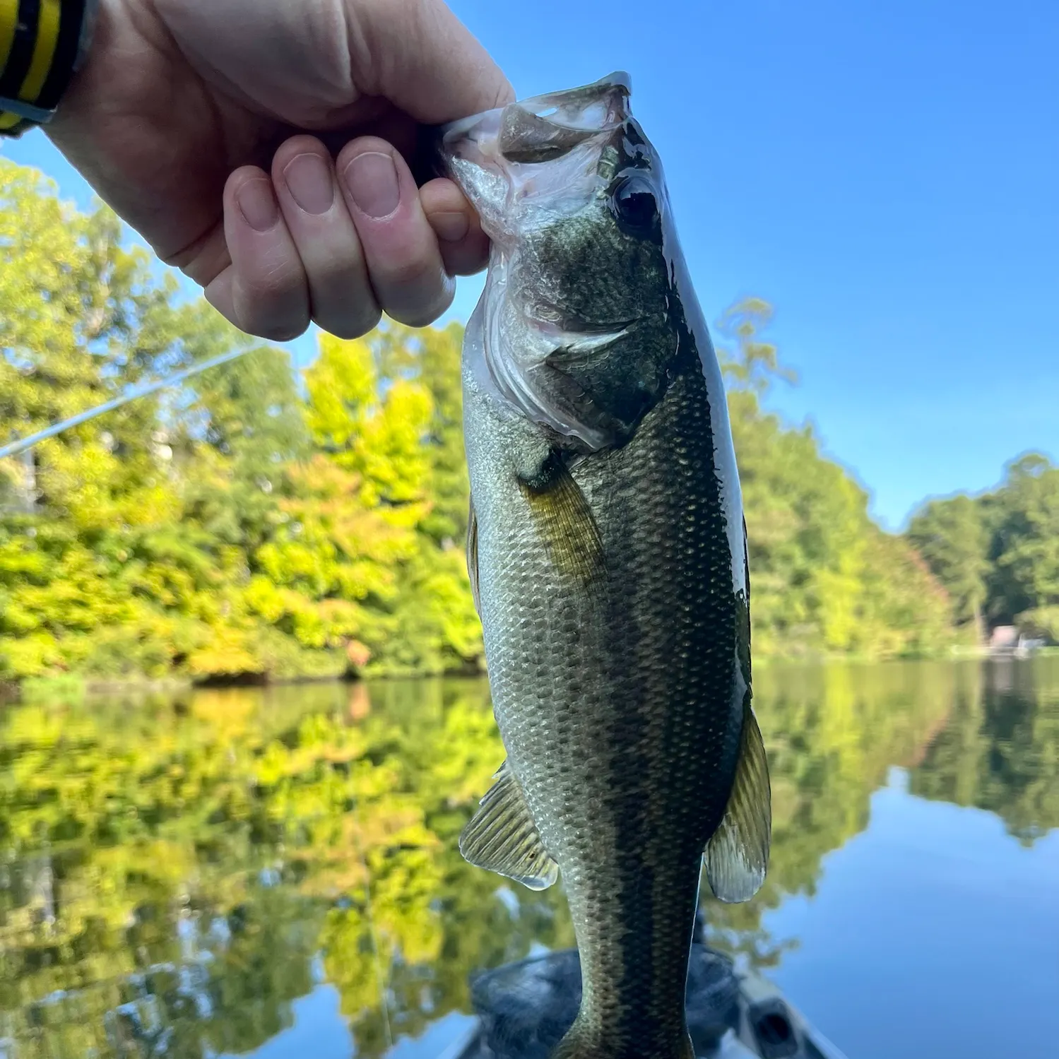 Largemouth bass caught on Fishbrain