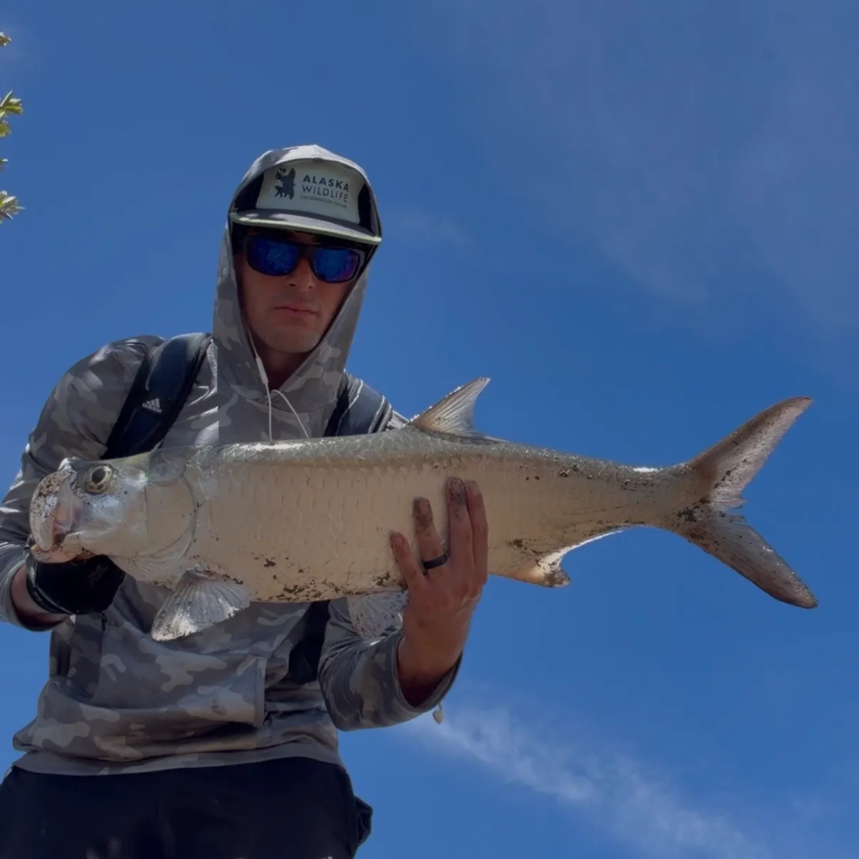 Tarpon caught on Fishbrain