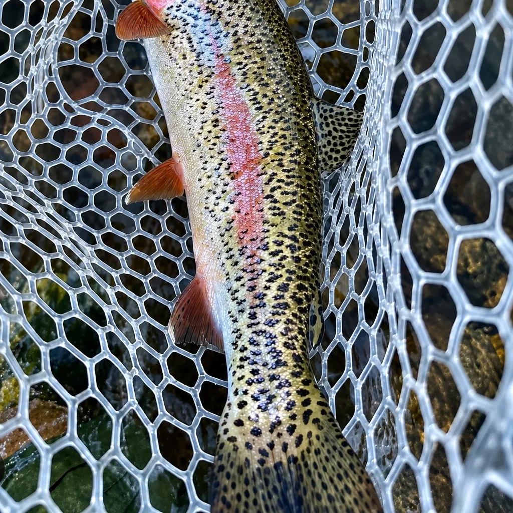 Rainbow trout caught on Fishbrain