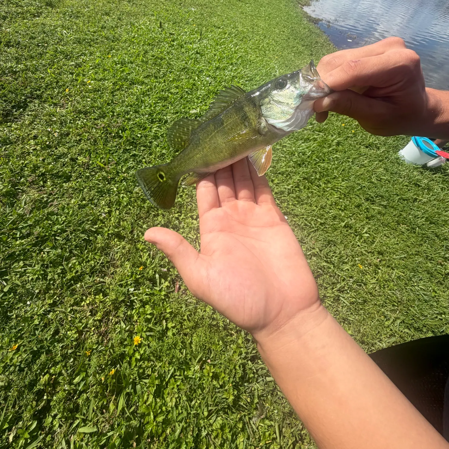 The most recent Butterfly peacock bass catches on Fishbrain