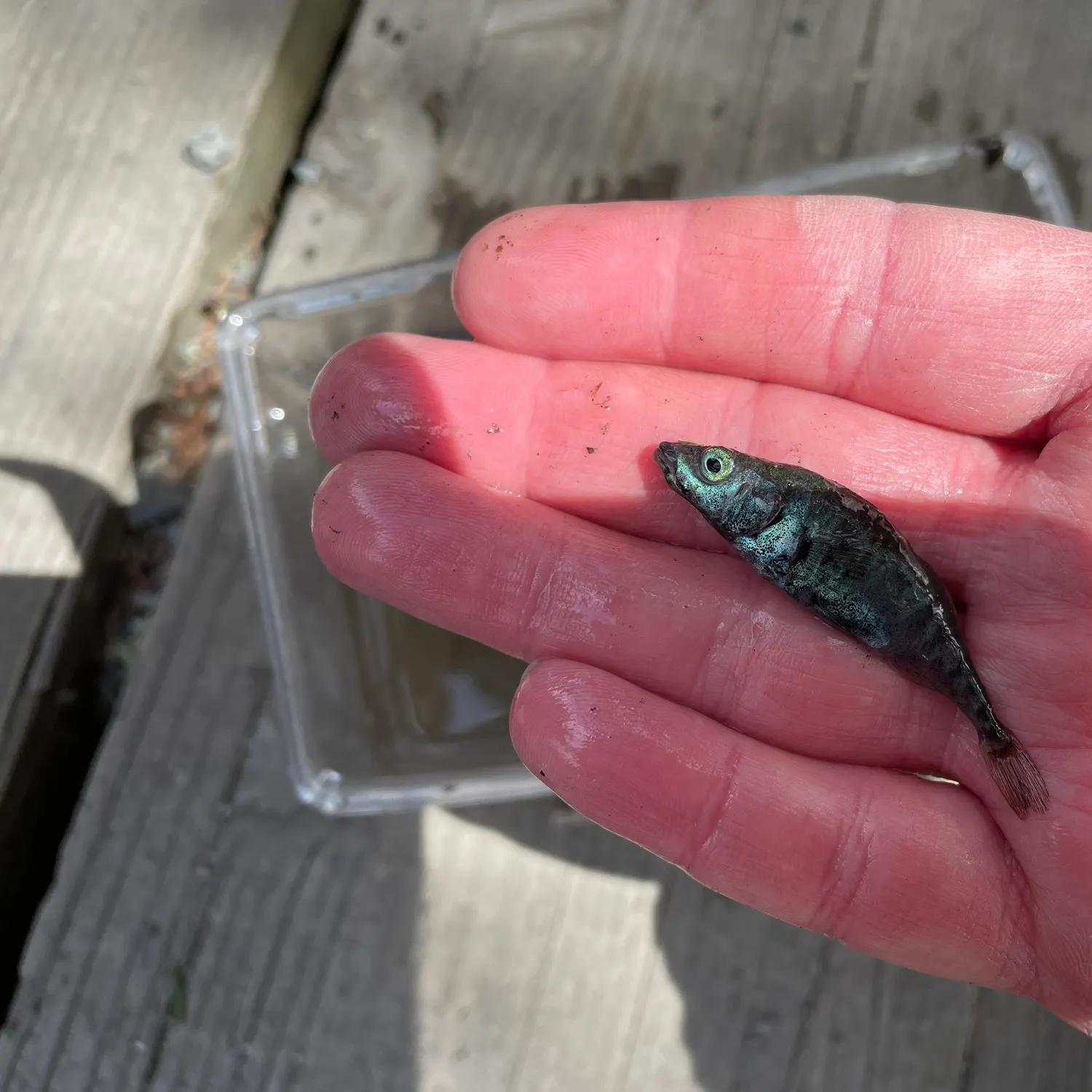 The most recent Three-spined stickleback catches on Fishbrain