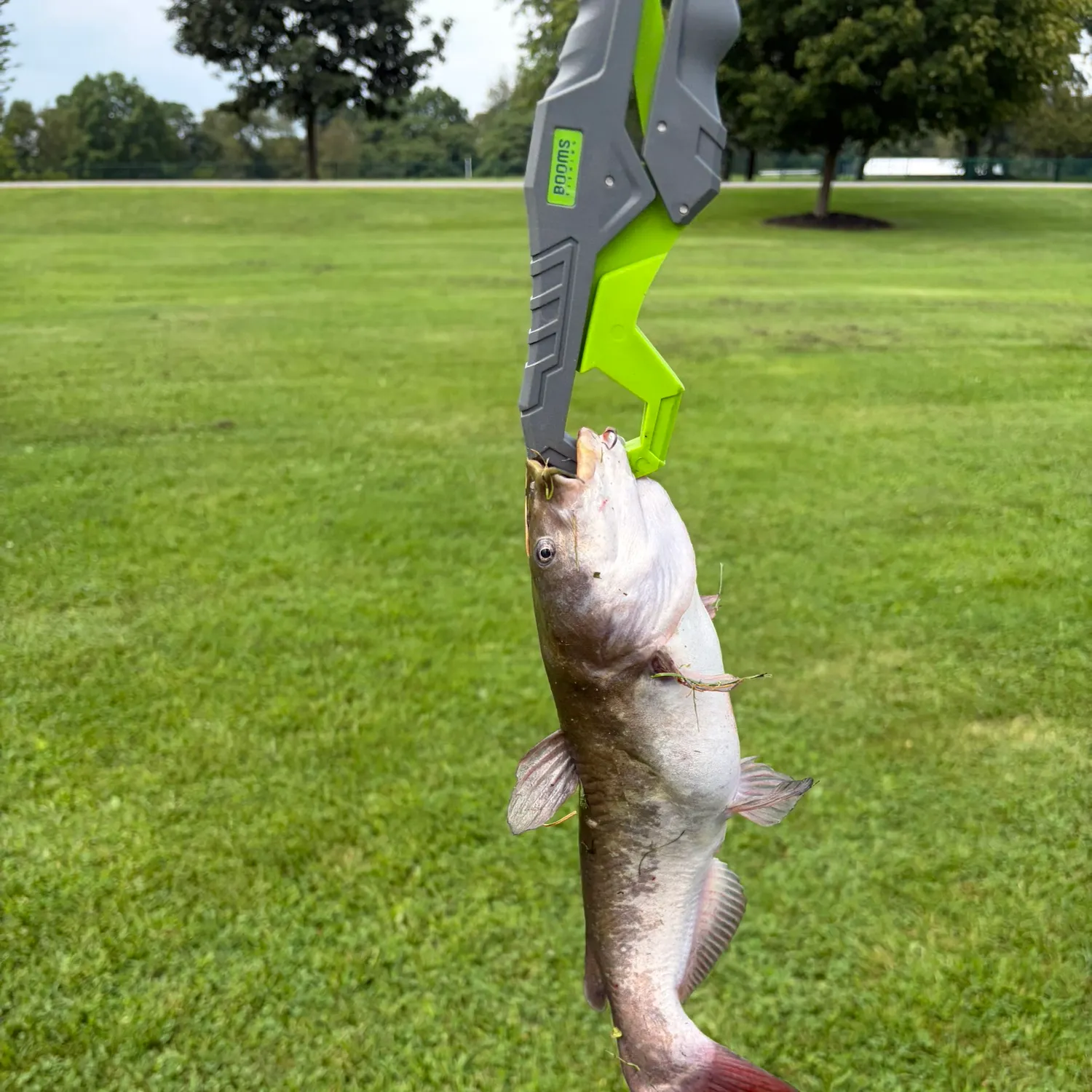 Yellow bullhead caught on Fishbrain