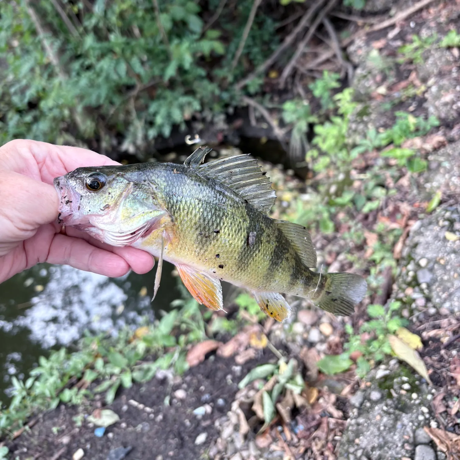 Yellow perch caught on Fishbrain
