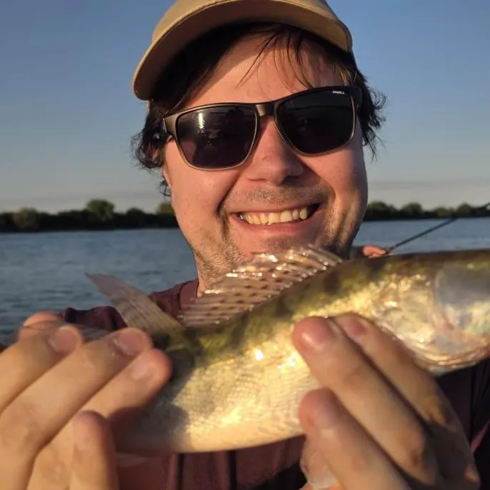 Zander caught on Fishbrain