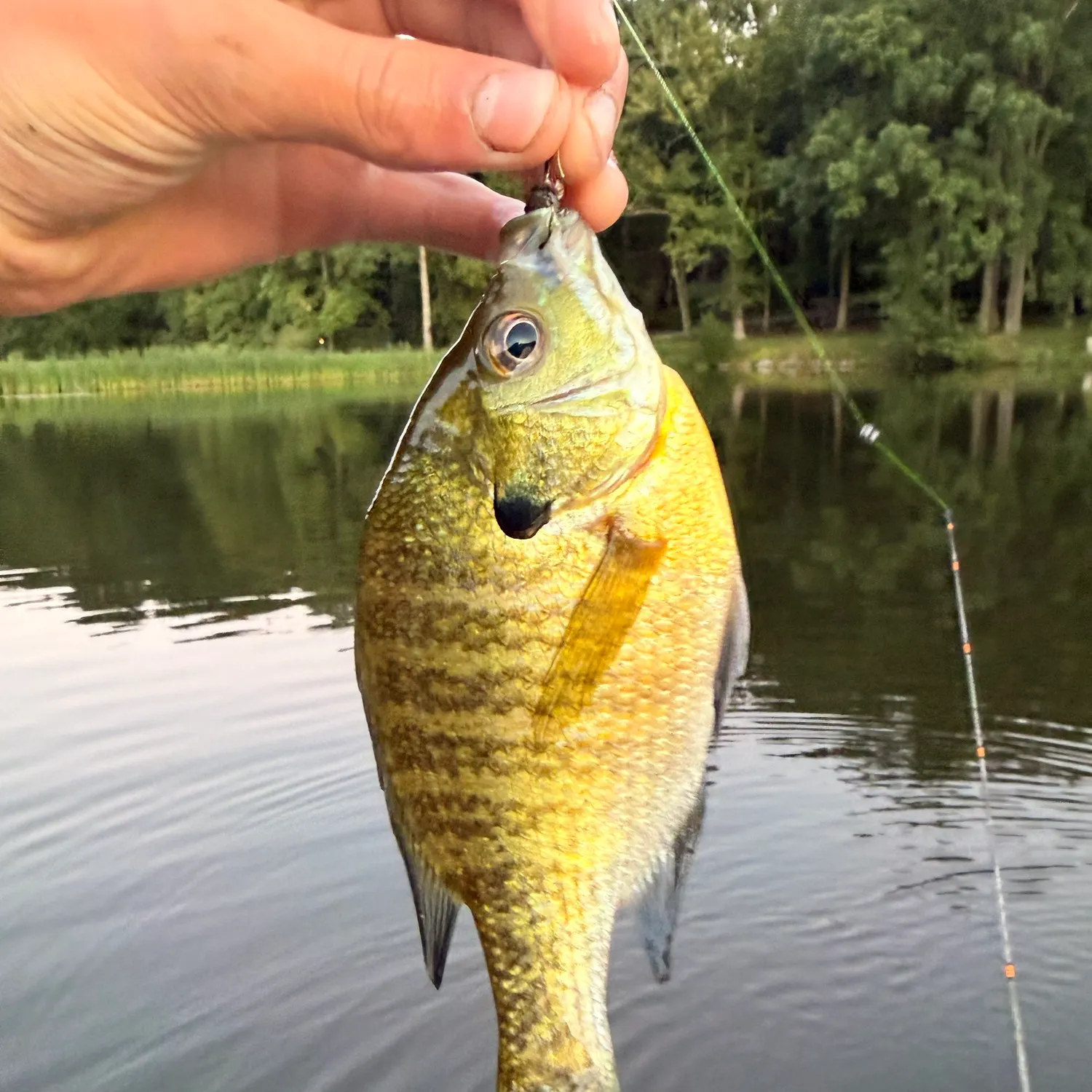 Bluegill caught on Fishbrain