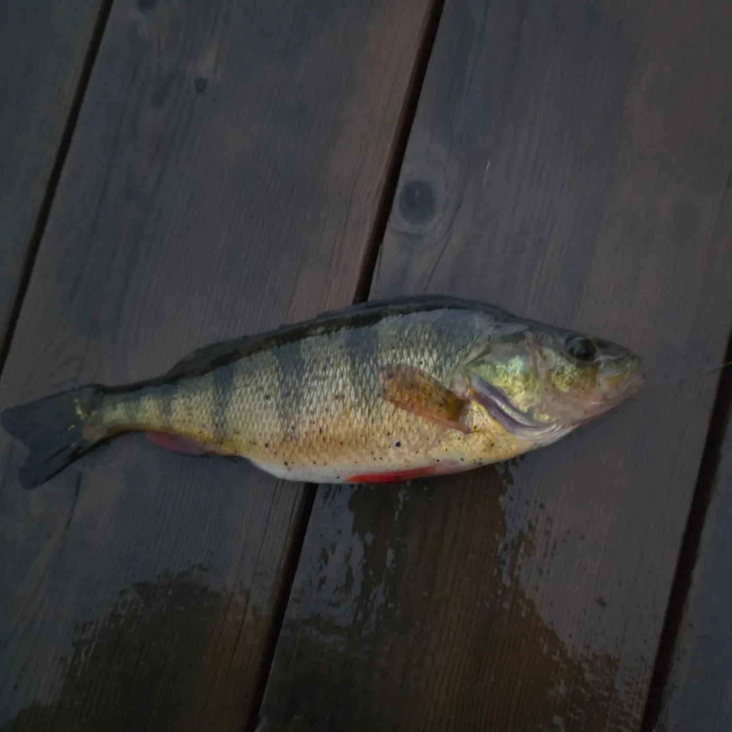 Yellow perch caught on Fishbrain