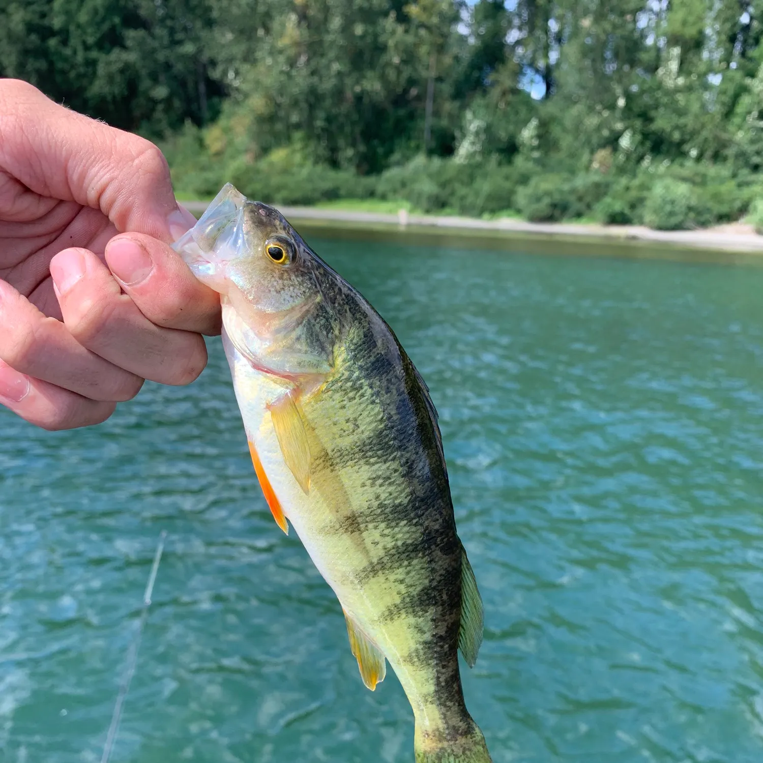 Yellow perch caught on Fishbrain