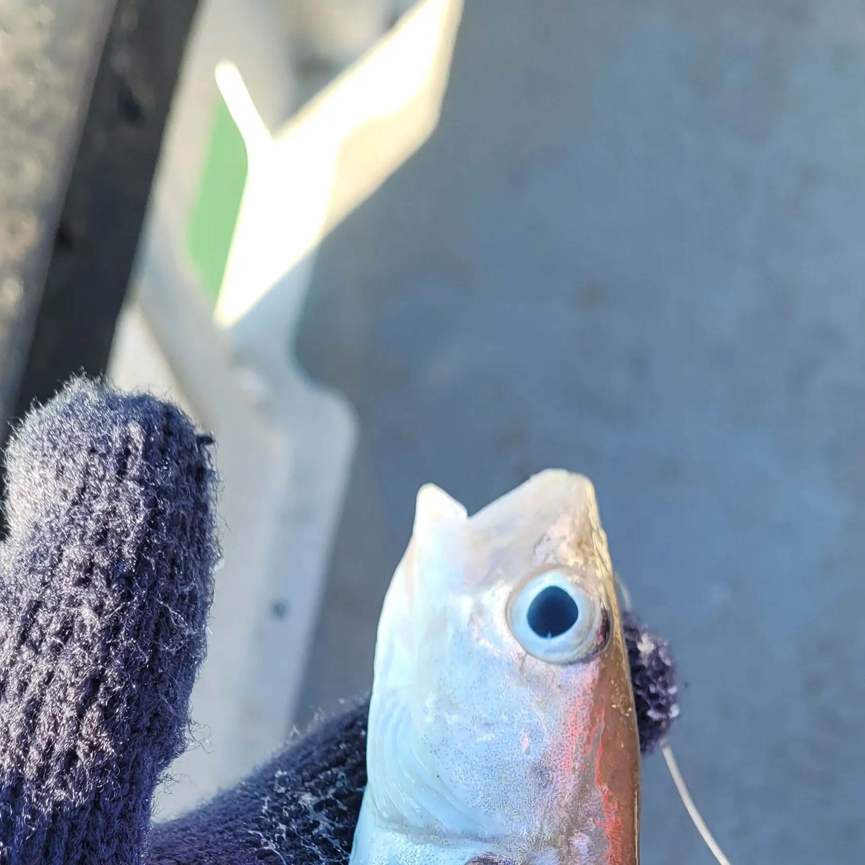 The most recent Poor cod catches on Fishbrain