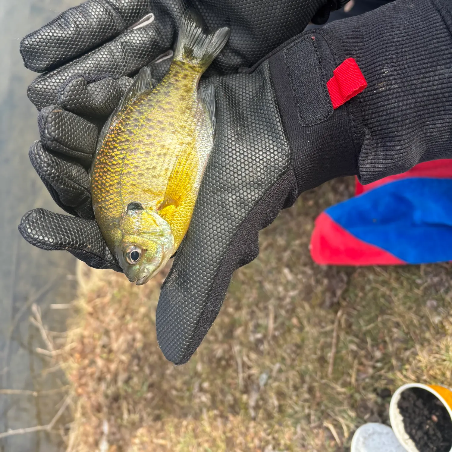 The most recent Northern sunfish catches on Fishbrain