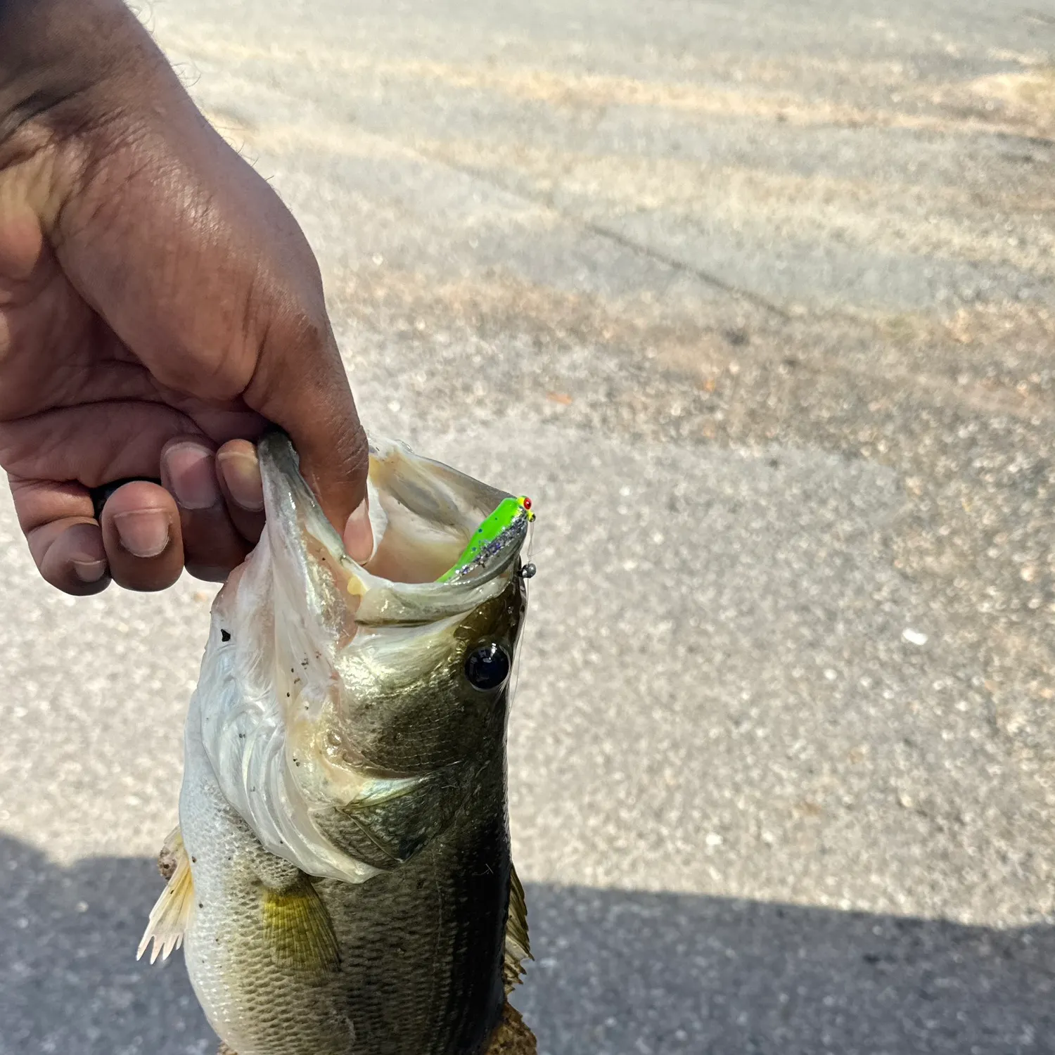 The most recent Largemouth bass catches on Fishbrain