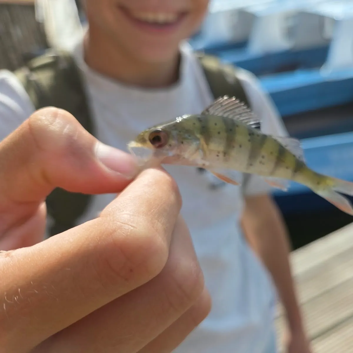 European perch caught on Fishbrain