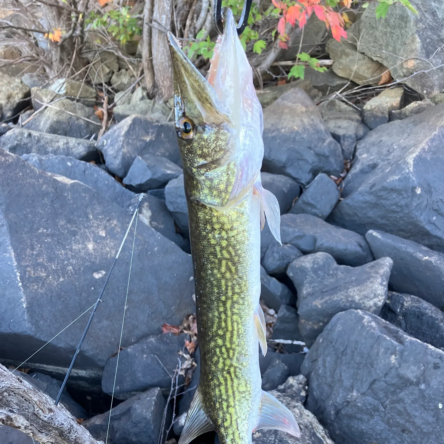 Chain pickerel caught on Fishbrain
