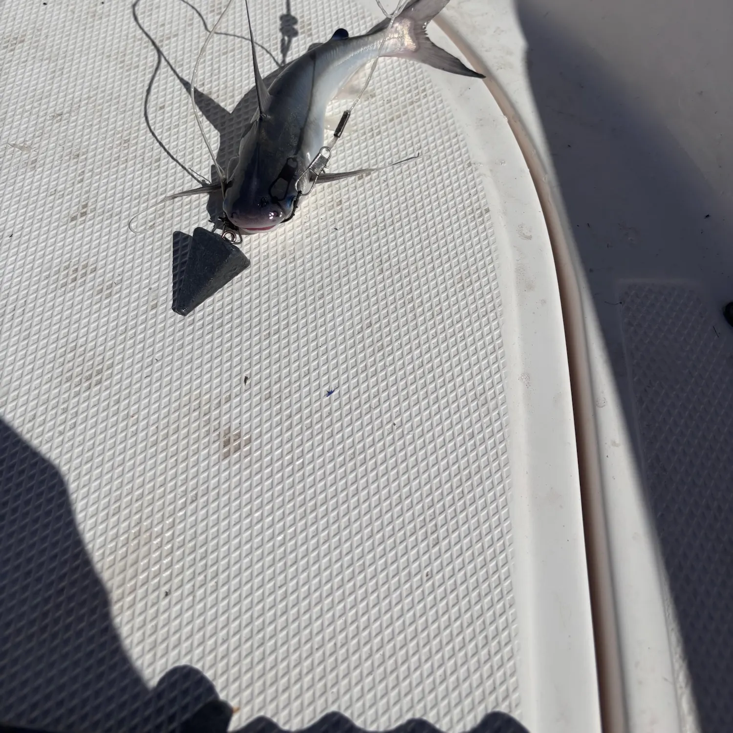 Gafftopsail sea catfish caught on Fishbrain
