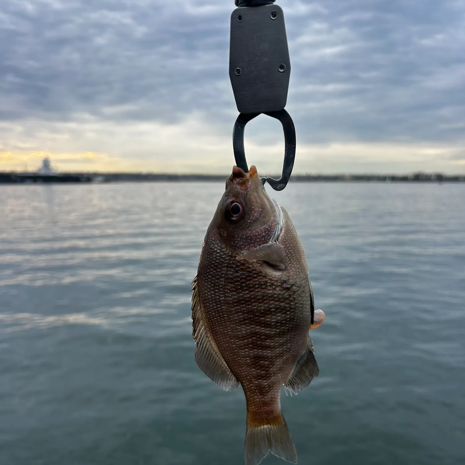 The most recent Rubberlip seaperch catches on Fishbrain