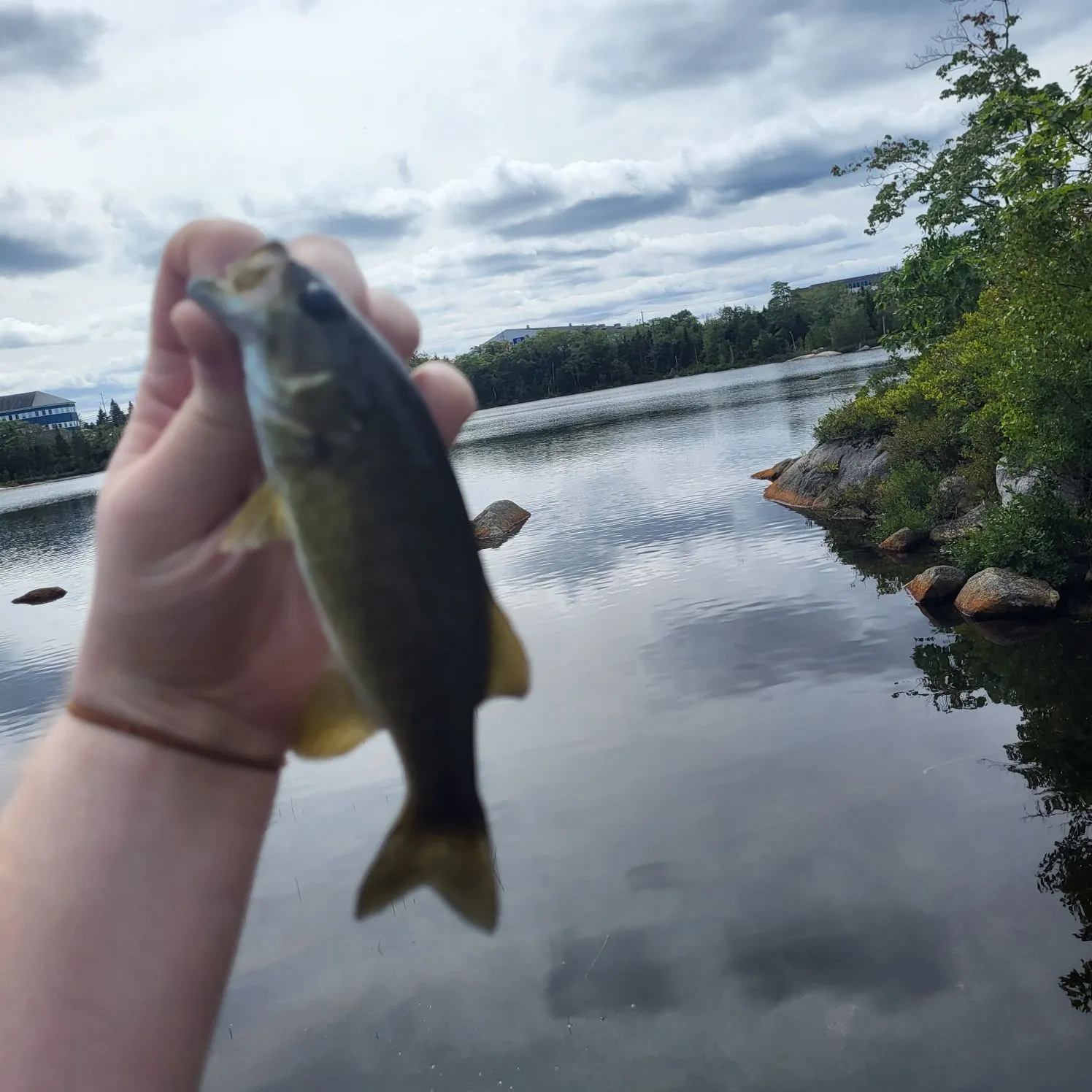 Smallmouth bass caught on Fishbrain
