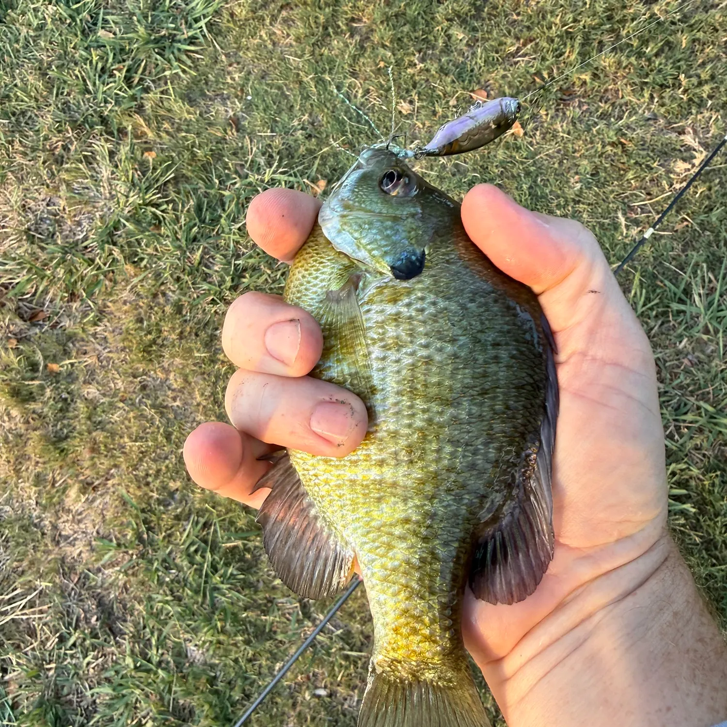 Bluegill caught on Fishbrain