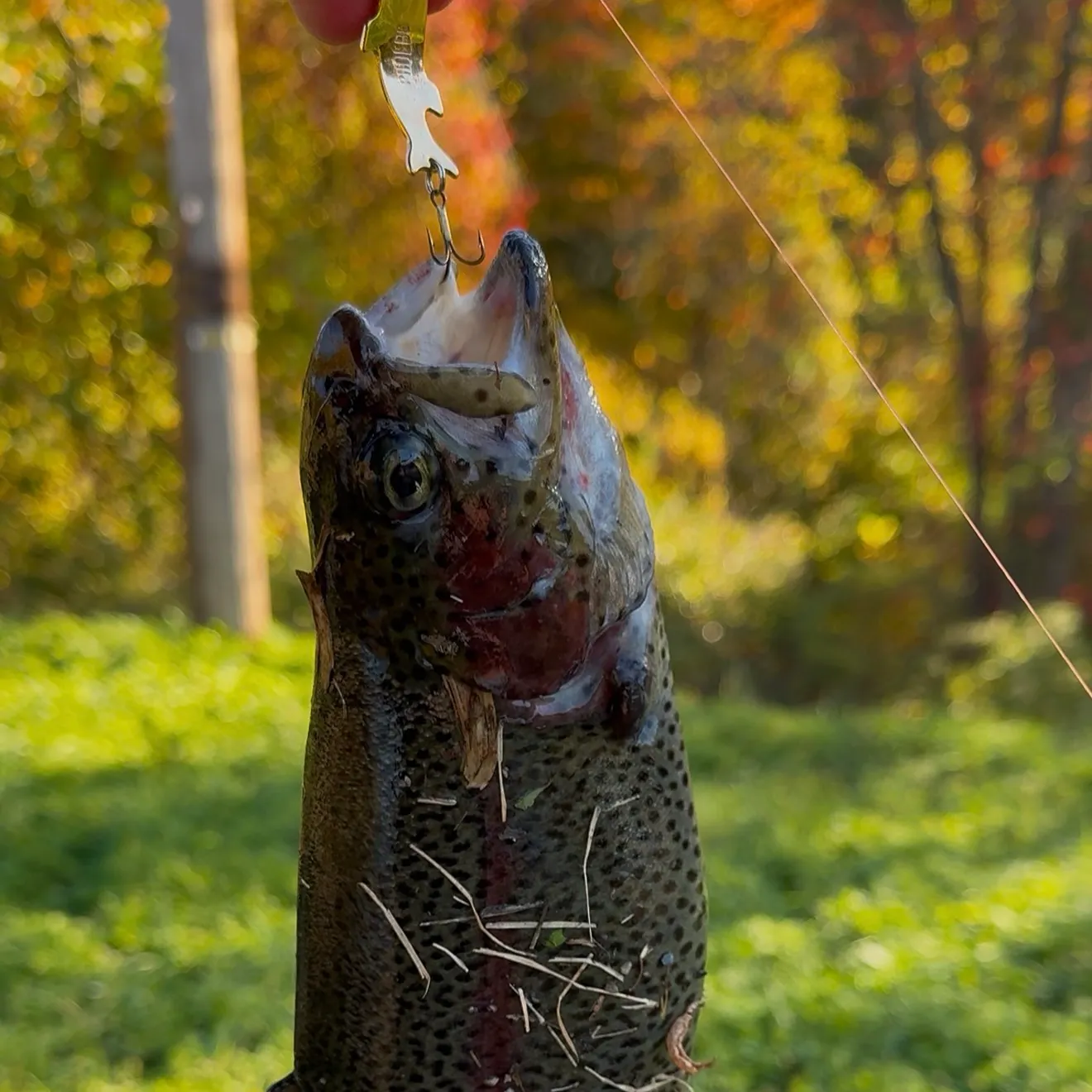 Rainbow trout caught on Fishbrain