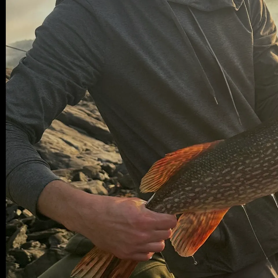 Northern pike caught on Fishbrain