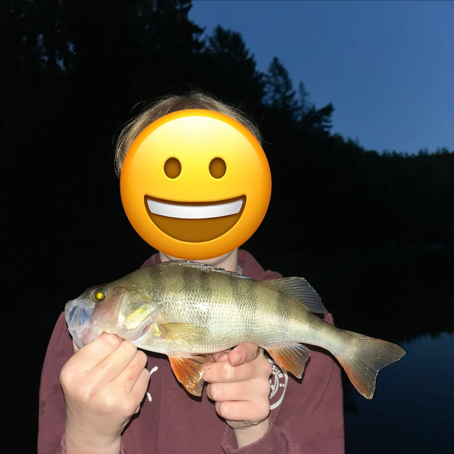 European perch caught on Fishbrain
