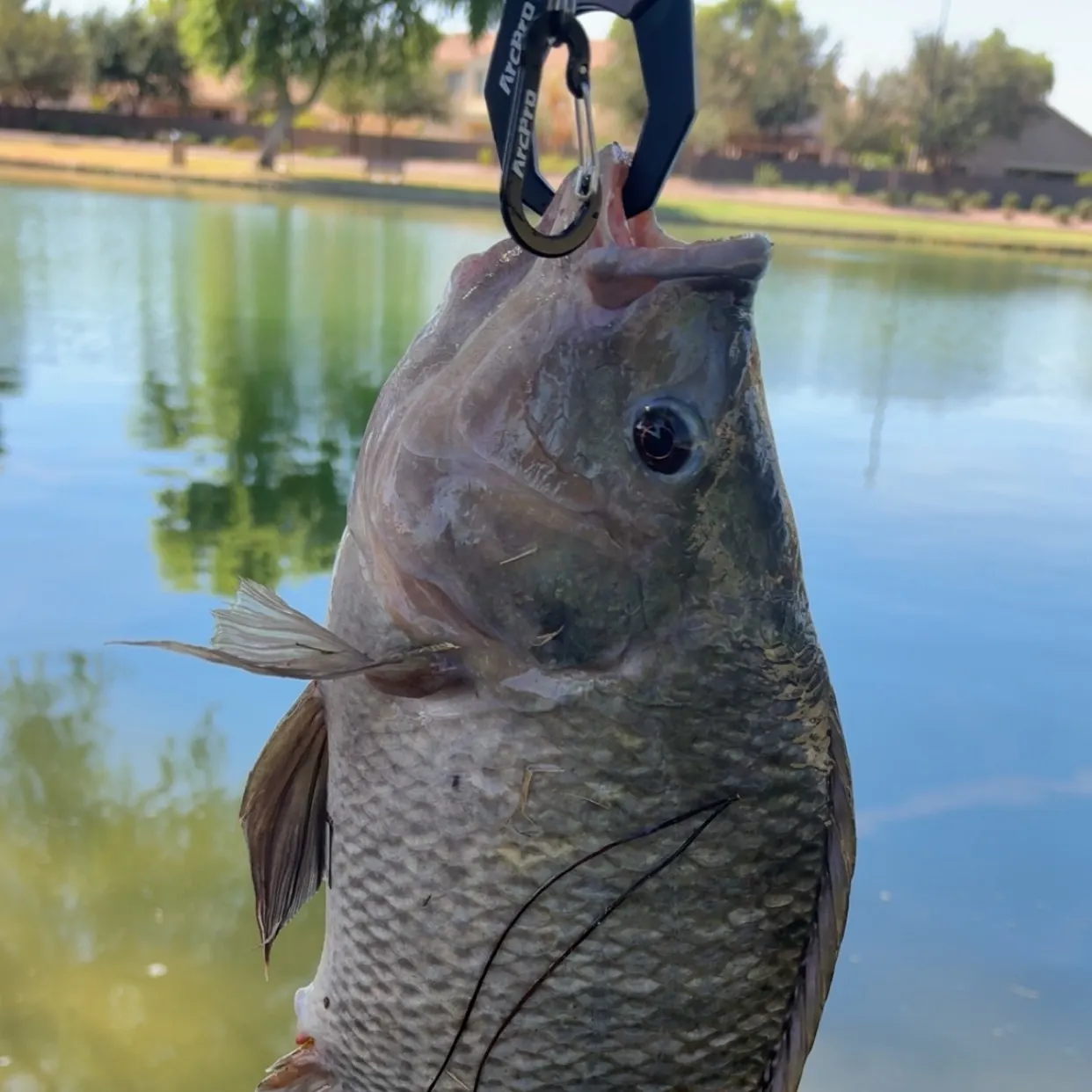 Nile tilapia caught on Fishbrain