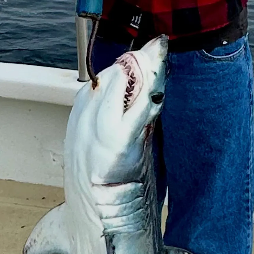 The most recent Shortfin mako shark catches on Fishbrain