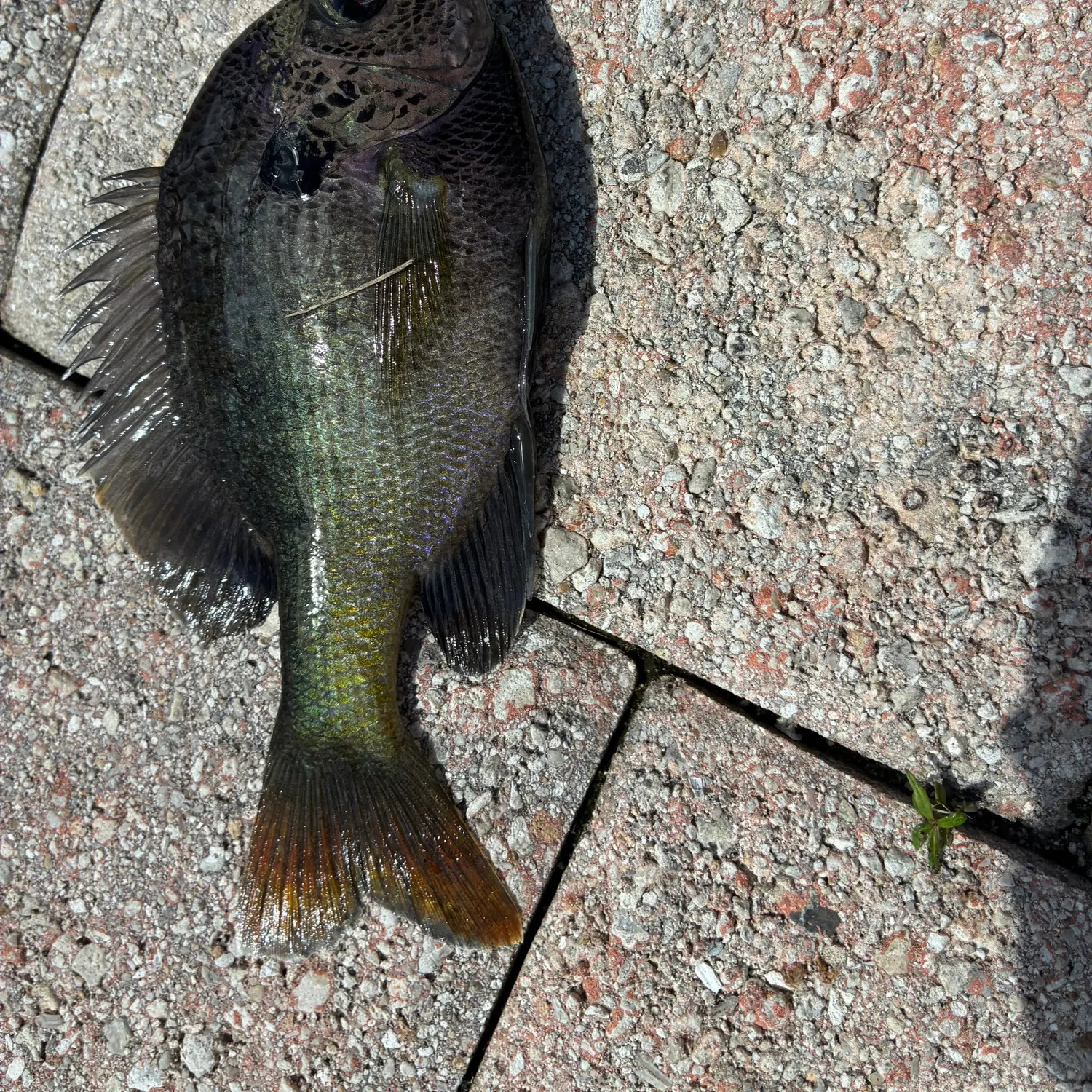 Bluegill caught on Fishbrain