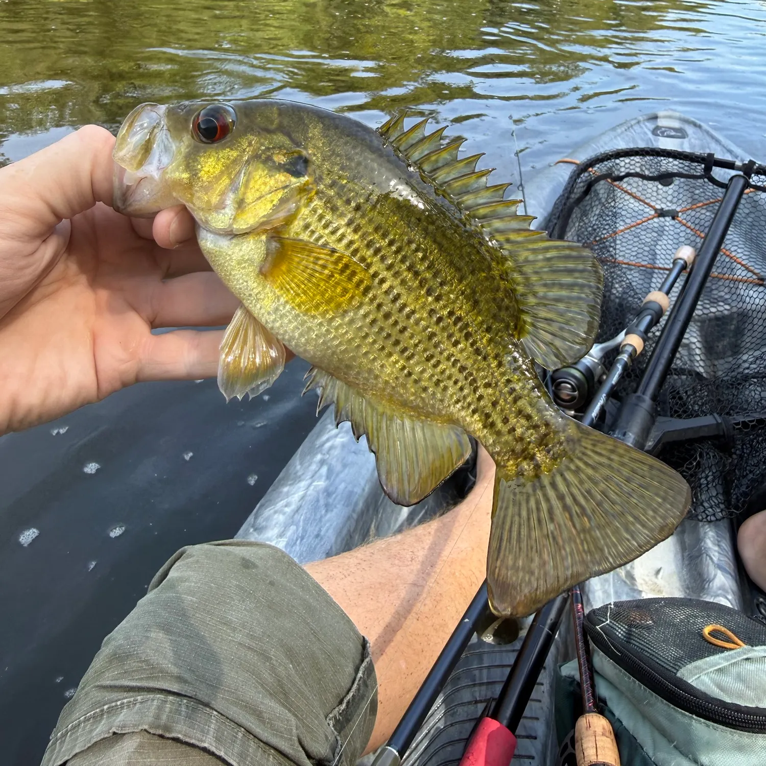 Rock bass caught on Fishbrain