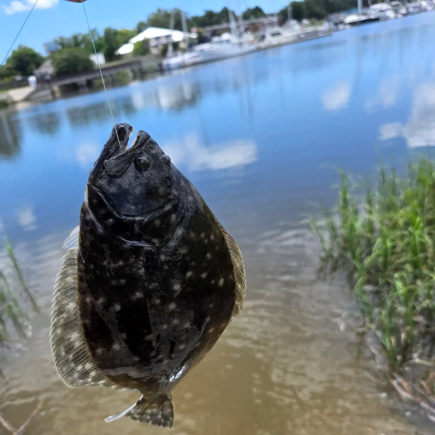 Summer flounder caught on Fishbrain