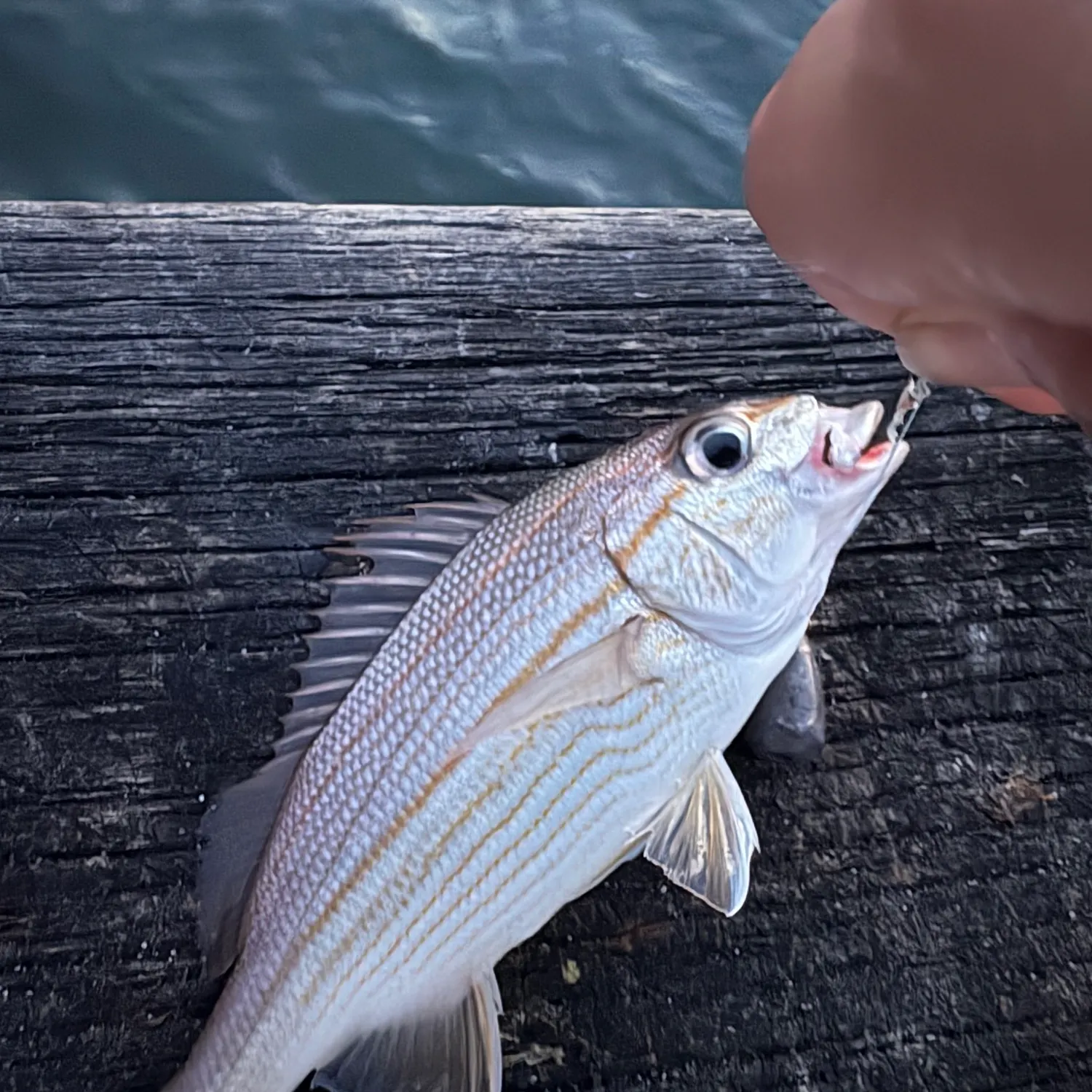 The most recent Caesar grunt catches on Fishbrain
