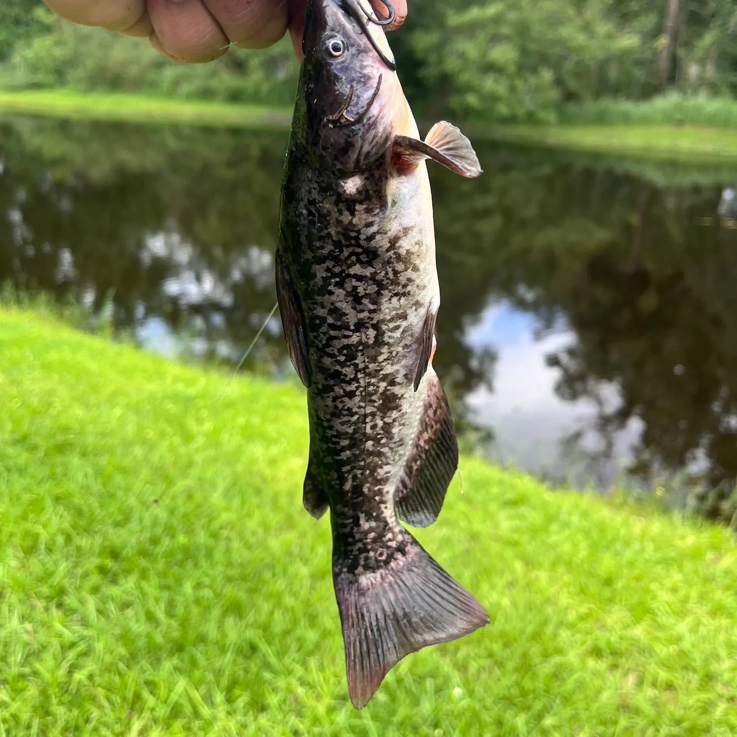 Brown bullhead caught on Fishbrain
