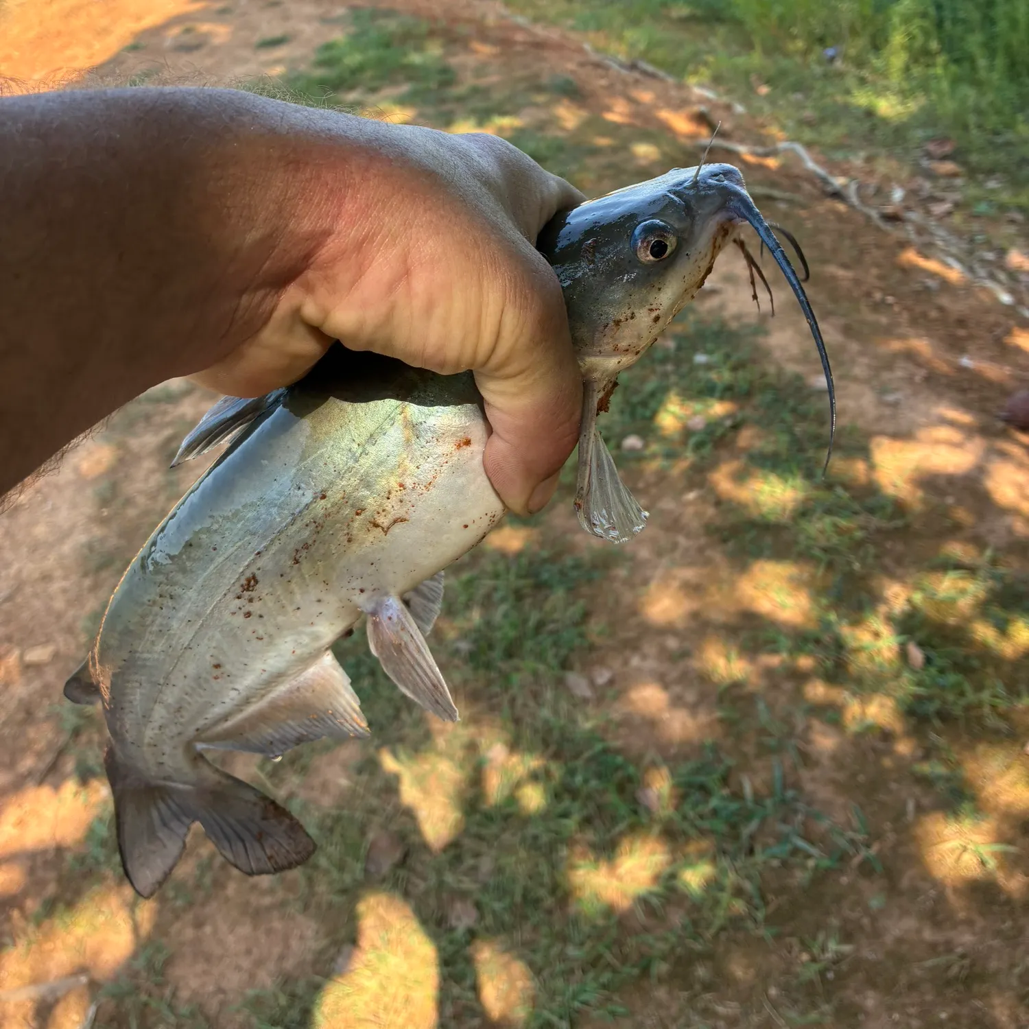Channel catfish caught on Fishbrain