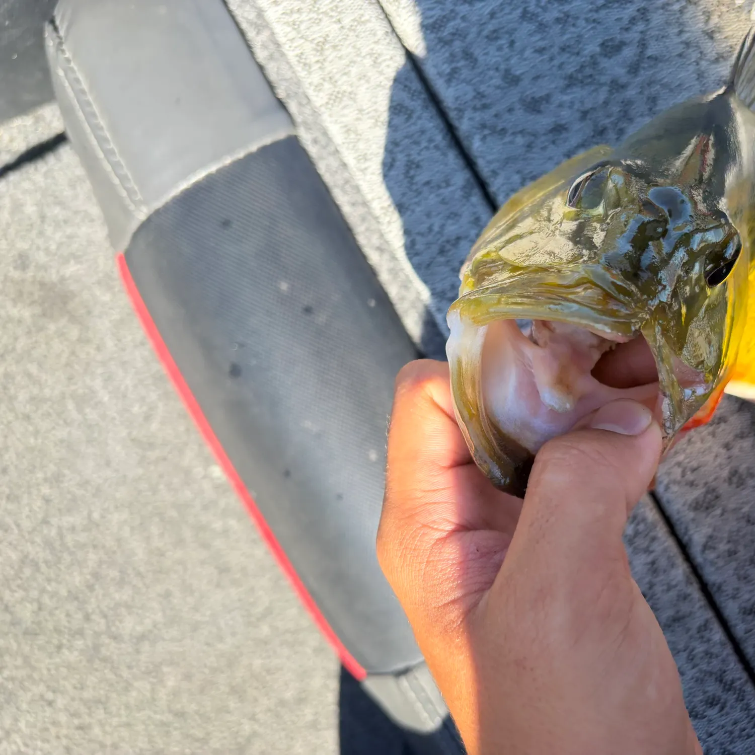 Butterfly peacock bass caught on Fishbrain
